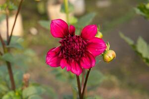 soltero foto de un zinnia flor en el jardín