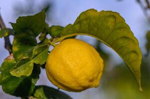 agrios limón frutas con hojas aislado, dulce limón frutas en un rama con trabajando camino.12 foto