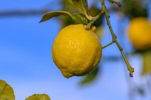 agrios limón frutas con hojas aislado, dulce limón frutas en un rama con trabajando camino.11 foto