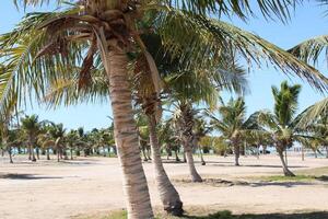 Beautiful daytime view of Royal Commission Beach in Yanbu, Saudi Arabia. photo