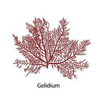 Gelidium or Chaetangium - a genus of thalloid red algae, often used to make agar. Hand drawn vector illustration