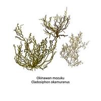 mano dibujado vector ilustración de japonés okinawense mozuku o cladosifón okamuranos, género marrón algas. aislado en blanco antecedentes con latín guión texto