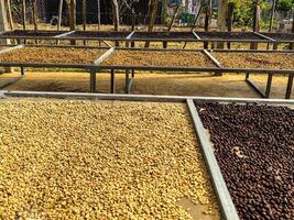 Drying coffee beans in open space photo