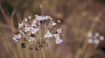 bi upptagen i blomma. butomus umbellatus flod växt växa i de vatten. video