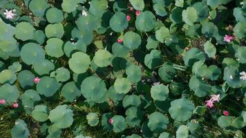 Lotus Felder blühen im das Sommer- Morgen. uddhistisch Blumen, hell und rein. Antenne Aussicht video