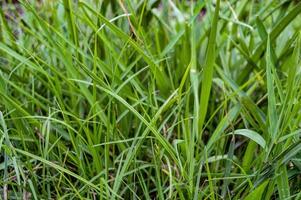 a bunch of wild green grass photo