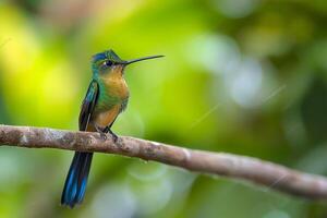 AI generated Purple-tailed Sylph, Aglaiocercus coelestis, Violet-tailed sylph, Silfo Celeste photo