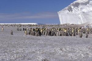 Emperor penguin, Aptenodytes forsteri, colony in front of iceberg, Drescher Inlet Iceport, Weddell Sea, Antarctica photo