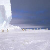 Emperor penguins, Aptenodytes forsteri, in front of icebergs Drescher Inlet Iceport, Weddell Sea, Antarctica photo