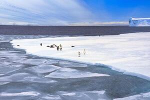 Emperor penguins, Aptenodytes forsteri, on ice floe, Atka Bay, Weddell Sea, Antarctica photo