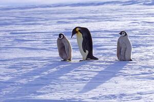 Adult and juvenile Emperor penguins, Aptenodytes forsteri, on ice floe, Atka Bay, Weddell Sea, Antarctica photo