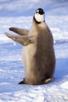 Juvenile Emperor penguins, Aptenodytes forsteri, on ice floe, Atka Bay, Weddell Sea, Antarctica photo