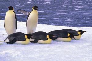 emperador pingüinos, aptenoditos Forsteri, en hielo témpano de hielo, Atka bahía, Weddell mar, Antártida foto