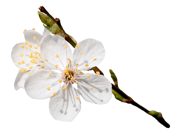 Cereza florecer flor en floreciente con rama aislado, blanco primavera sakura flor png