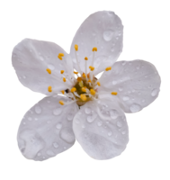 Spring Cherry blossoming with rain drops,Isolated Single White sakura flowers png