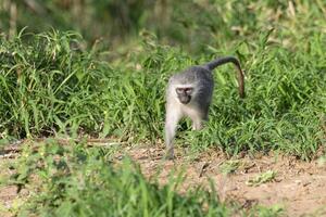 Vervet monkey, Cercopithecus aethiops, walking on grass, Kwazulu Natal Province, South Africa photo