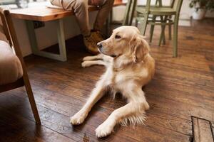 Close up portrait of a golden retriever lying on floor of dog-friendly cafe, looking outside of the window photo