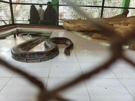 a large snake in a cage behind a chain link fence photo