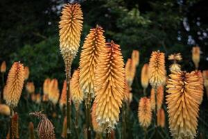 Vibrant orange kniphofia flowers, also known as red hot pokers, against a lush green background at Kew Gardens, London. photo