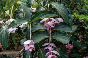 Tropical Medinilla magnifica, also known as the rose grape plant, with pink flowers and large green leaves at Kew Gardens, London. photo