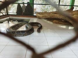 a large snake in a cage behind a chain link fence photo