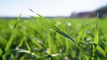 The Details Of Grain At Eearly Morning photo