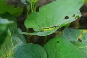 Closeup photo of green insects on green leaves