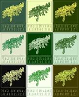 Set of vector drawing PONGELION ADANS in various colors. Hand drawn illustration. The Latin name is AILANTHUS DESF.