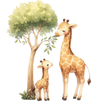 AI generated A mother giraffe teaching the calf to eat leaves from a tall tree  watercolor clipart.Ai Generate png