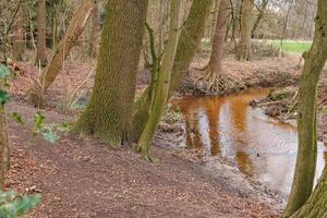 spring time in germany near Barlo photo