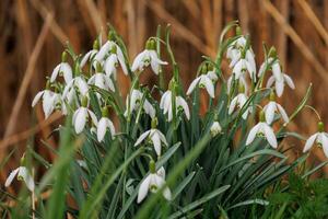 spring time in germany near Barlo photo