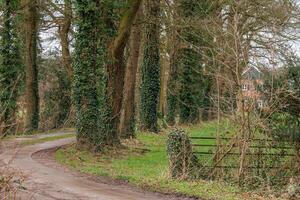 spring time in germany near Barlo photo