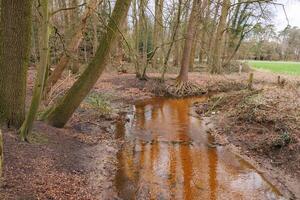 spring time in germany near Barlo photo