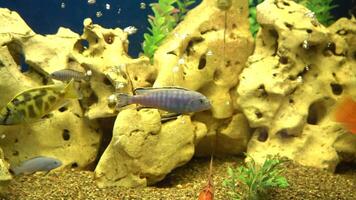 Multi-colored fish in the aquarium. Domestic fish swims. A pet. video