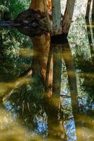 Beautiful reflections of tree barks in the lake at Athalassa, Cyprus photo