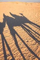 Douze, Túnez, camello y personas en el del sahara Desierto foto
