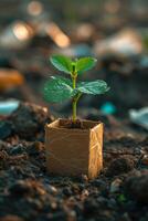 AI generated A young green plant in an eco-pot on the ground, a germinating seed in a glass at sunset photo