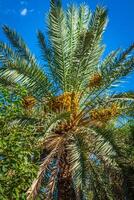 Beautiful yellow khalal dates in a tree photo