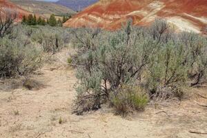 Striated red and brown paleosols in the Painted Hills photo