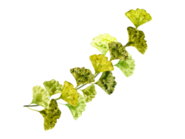 årgång biloba kvist. grön gul gingko gren. vattenfärg botanisk illustration. växt, pinne, stam. gingo, handflatan och abstrakt löv. blad avtryck. för design, vykort. png