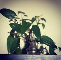 ficus benjamina, planta de casa en un maceta en el mesa foto