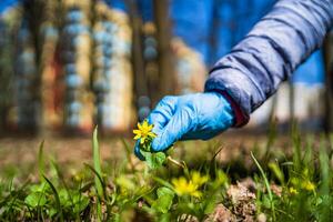 mujer en medicina guantes tomando primero amarillo primavera flores desde suelo. cuarentena tiempo. covid-19 y coronavirus. pandemia. selectivo enfocar. foto