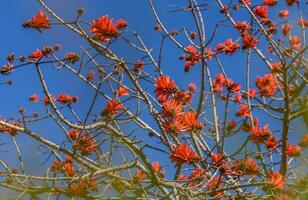 corral árbol flores en un jardín en Chipre 1 foto