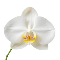 ai generiert Weiß Mond Orchidee Blume auf transparent Hintergrund, präsentieren makellos Weiß Blütenblätter mit ein leuchtend, wie der Mond locken png