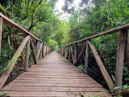 Wilderness Skywalk, Embrace Nature's Heights photo