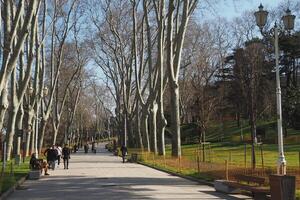 turkey istanbul 18 january 2024.Trees lining path in park create natural landscape in urban environment photo