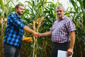 family agrobusines, farmers standing in a corn field, looking and pointing away, They are examining corp at sunset photo