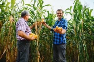 family agrobusines, farmers standing in a corn field, looking and pointing away, They are examining corp at sunset photo