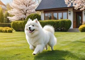 AI generated Cute Samoyed running on the lawn outside a beautiful home. It's a sunny spring day. photo