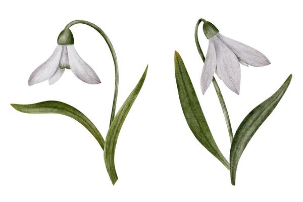 Snowdrop watercolor hand drawn flower and green leaves. Collection of spring flowers Galanthus. Concept spring, primrose, easter, botanical illustration. clipart for cards, textiles, templates